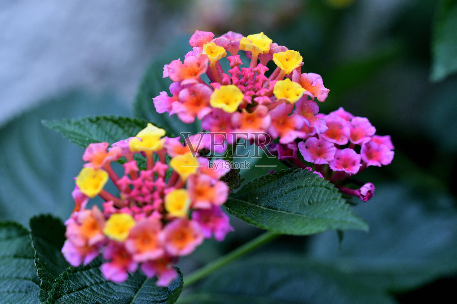 马缨丹/五色梅/灌木马鞭草：色彩鲜艳的花簇盛开照片摄影图片