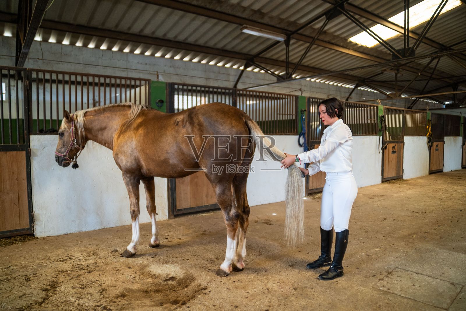 女子在马厩里梳理马的尾巴。照片摄影图片