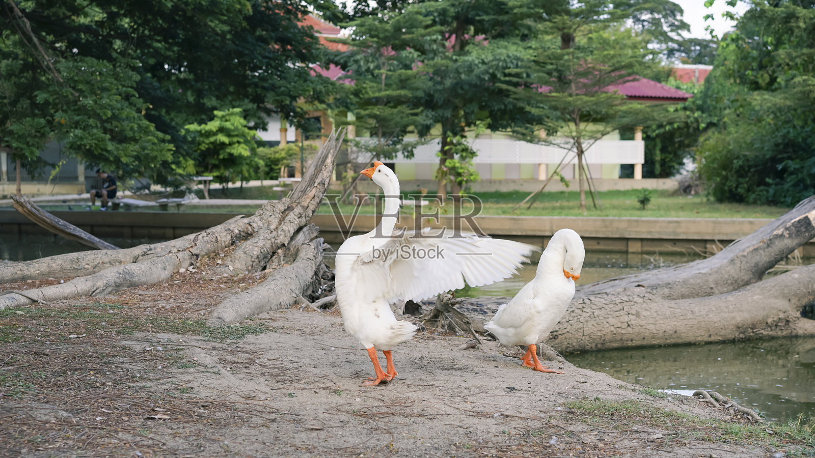 两只白鹅站在自然公园的池塘边，一只张开翅膀，另一只正在梳理羽毛，在宁静的户外环境中营造出平静祥和的氛围。照片摄影图片