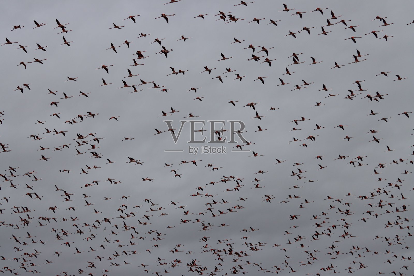 火烈鸟，鸟类，鸟群，水，沼泽照片摄影图片