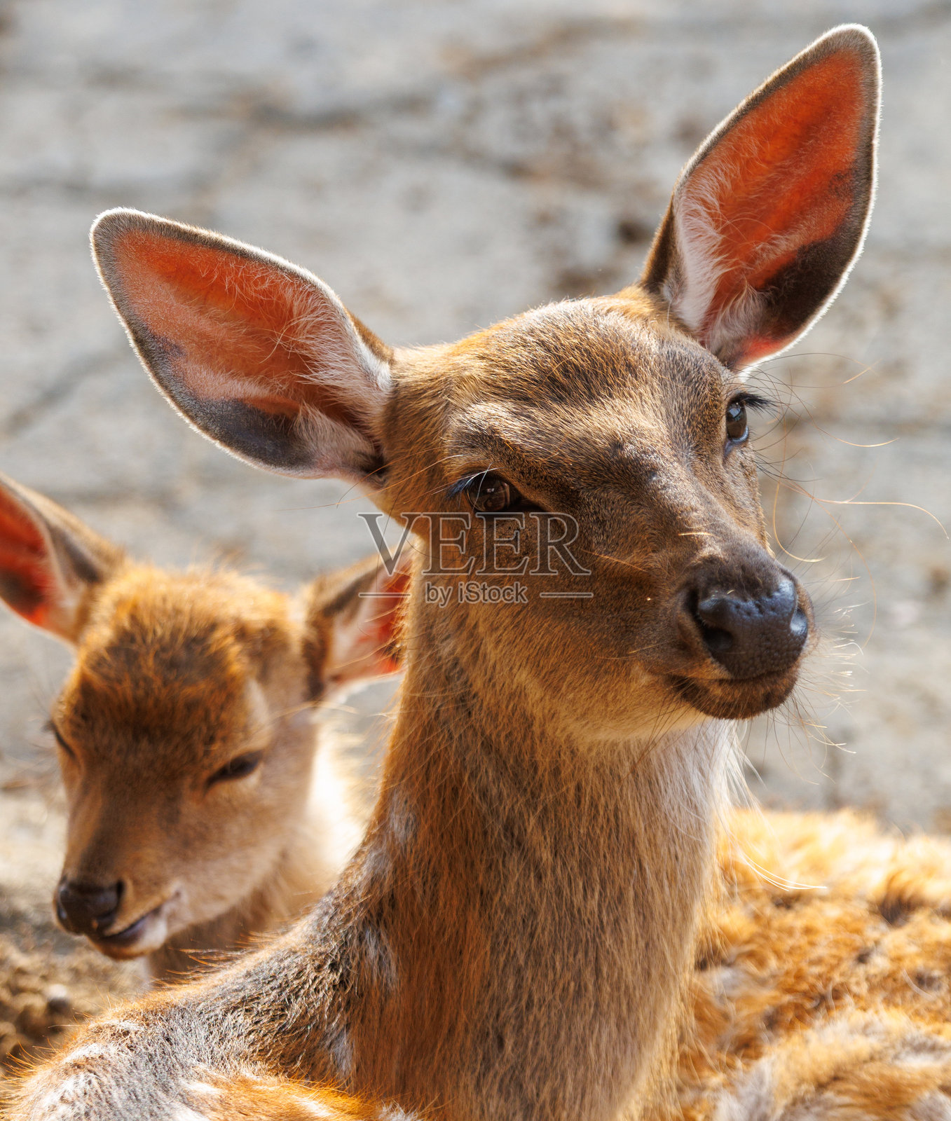 一只低着头的鹿和另一只抬着头的鹿照片摄影图片