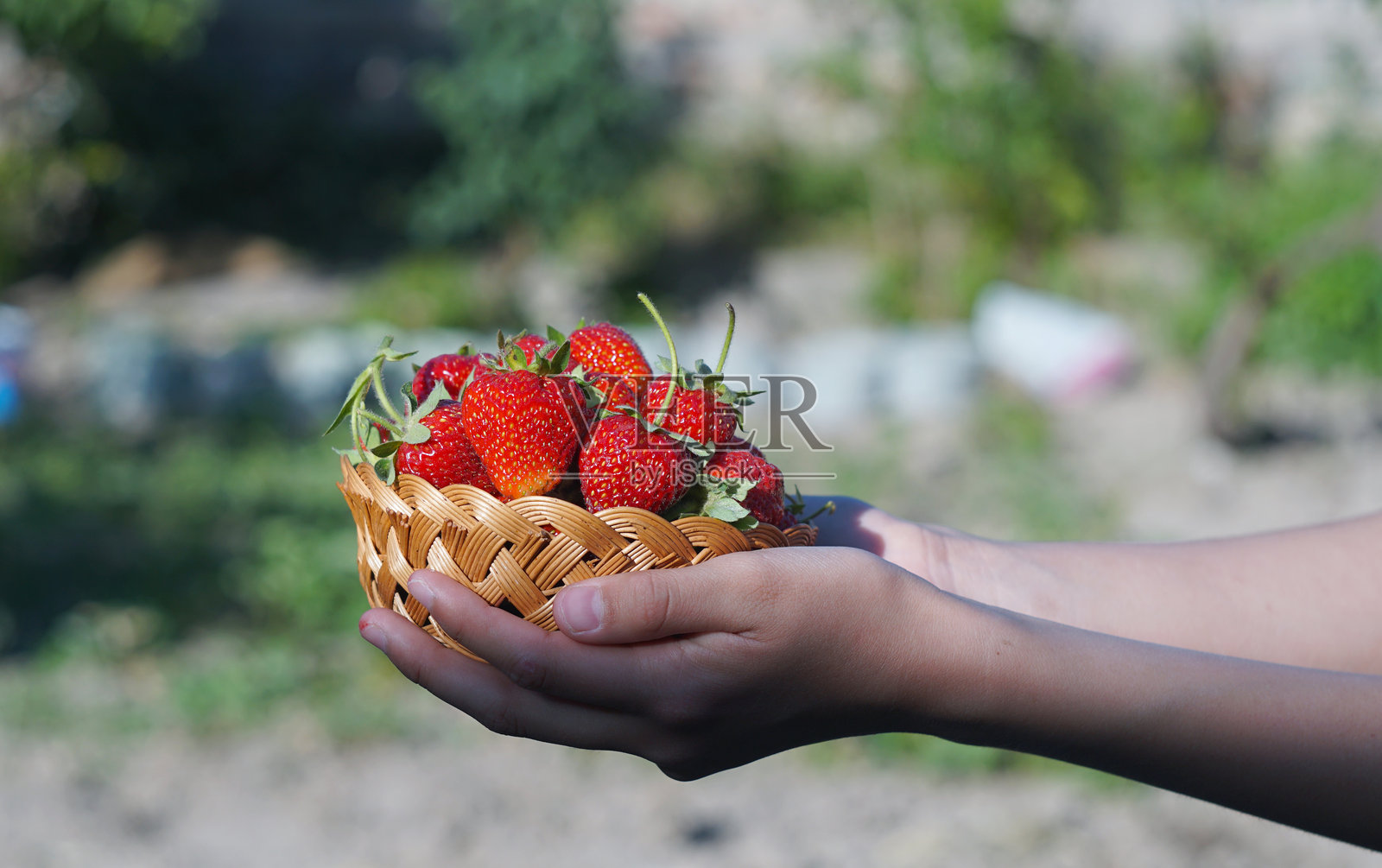 女孩拿着一篮草莓照片摄影图片