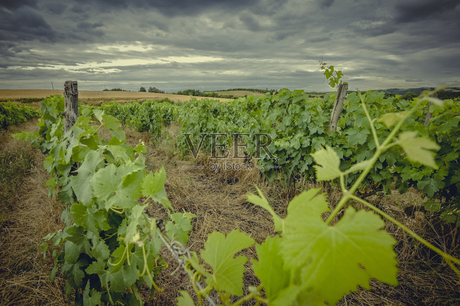 法国葡萄园在多云的天空下照片摄影图片
