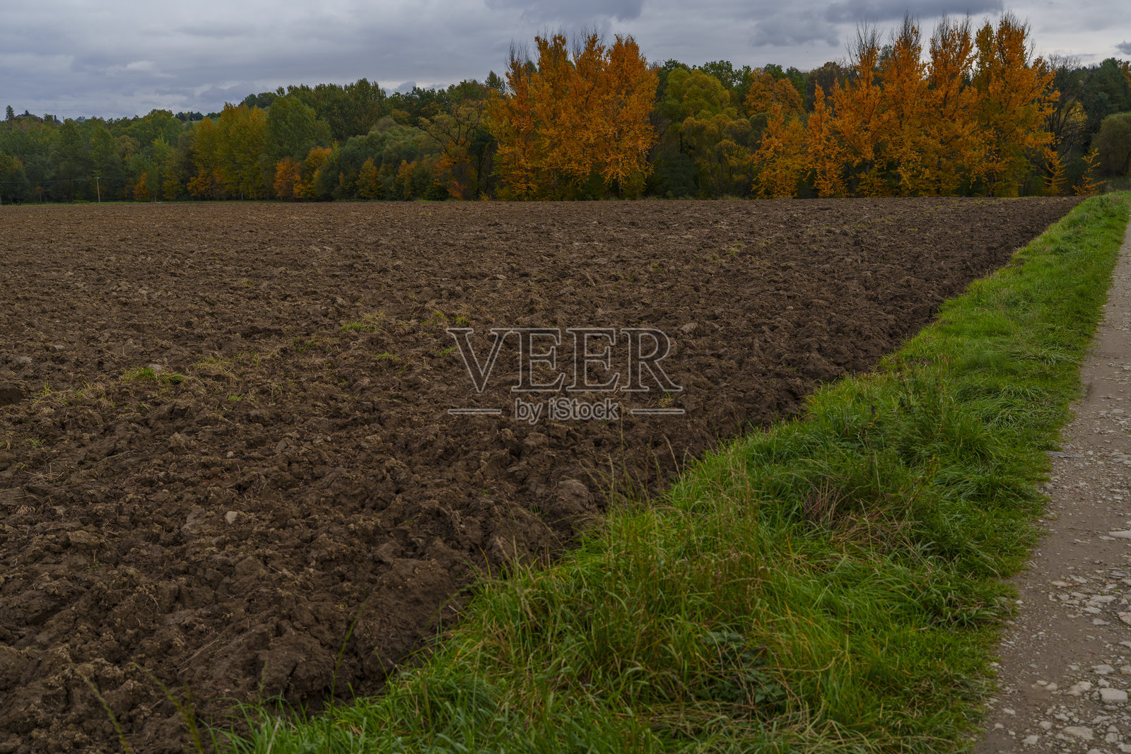 秋季色彩鲜艳的树木和绿色路肩的耕地照片摄影图片
