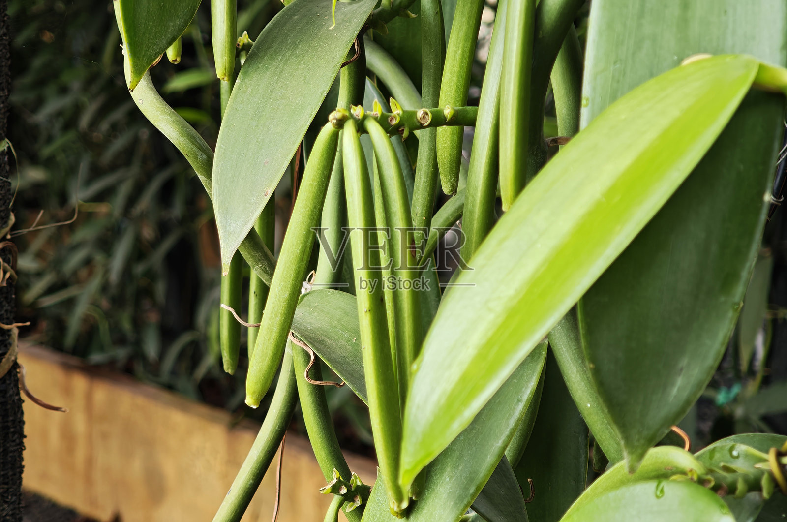 农场里香草灌木上生长的未成熟的香草豆荚照片摄影图片