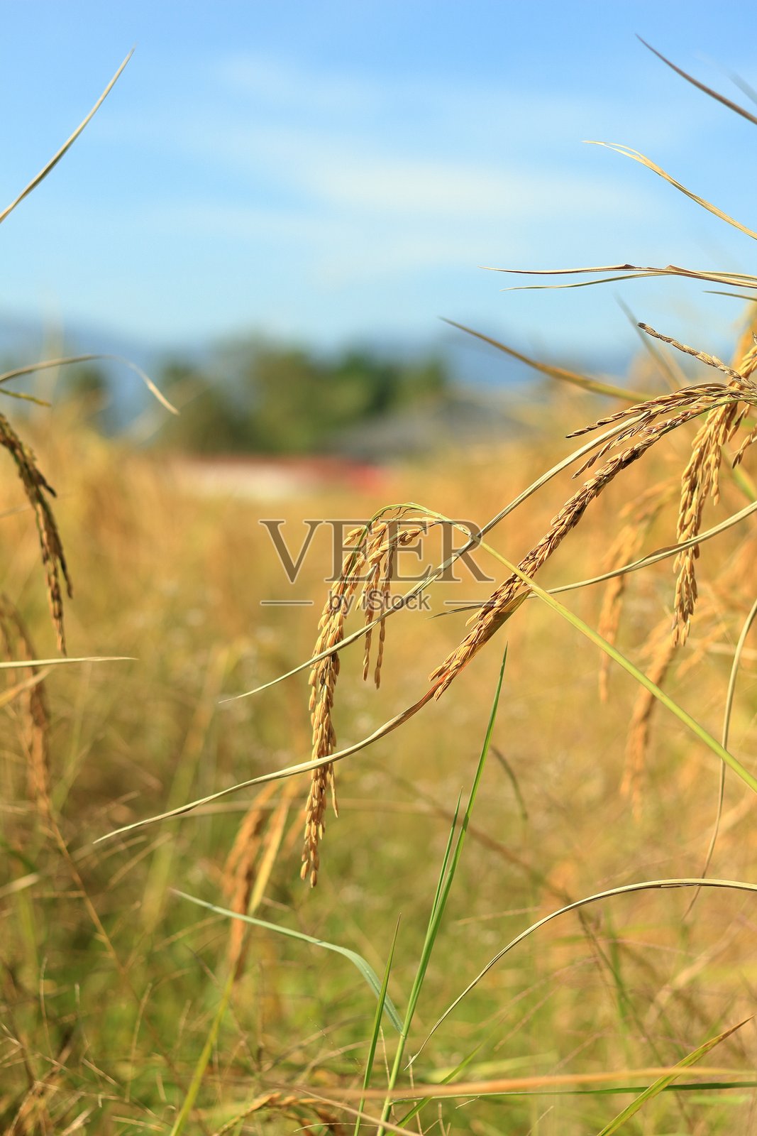 近景稻田，金色的稻穗照片摄影图片