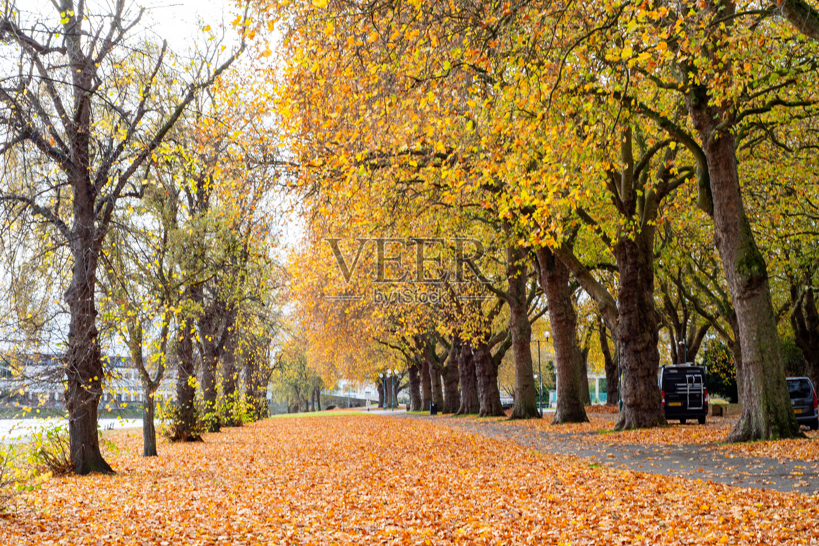 秋季落叶的林荫道照片摄影图片