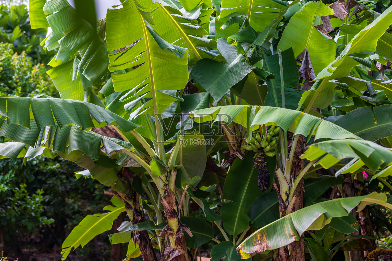 野生的绿色香蕉簇在热带阳光下生长，果实累累。照片摄影图片