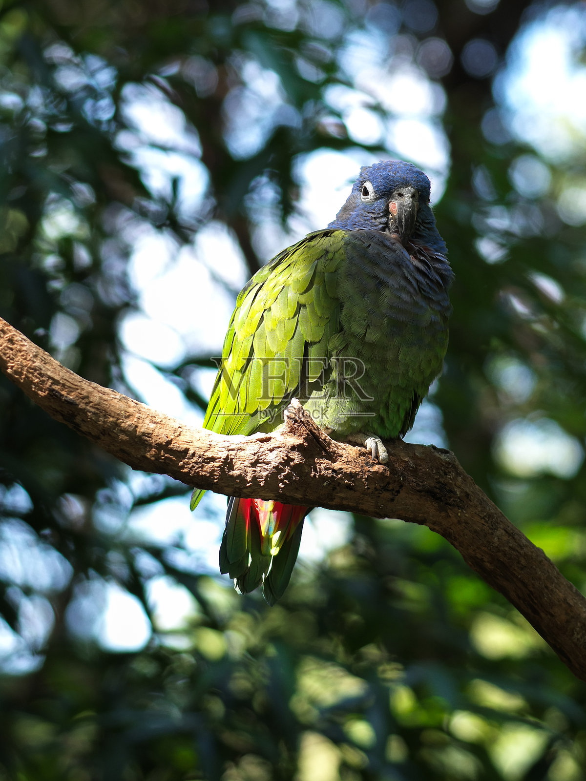 一只鹦鹉栖息在树枝上照片摄影图片
