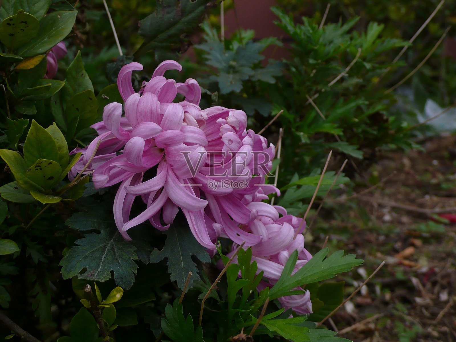 菊花照片摄影图片