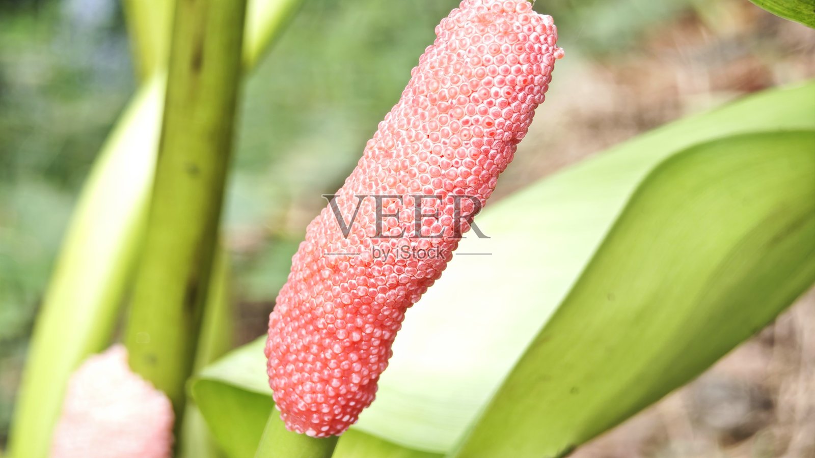 金苹果螺的粉红色卵照片摄影图片