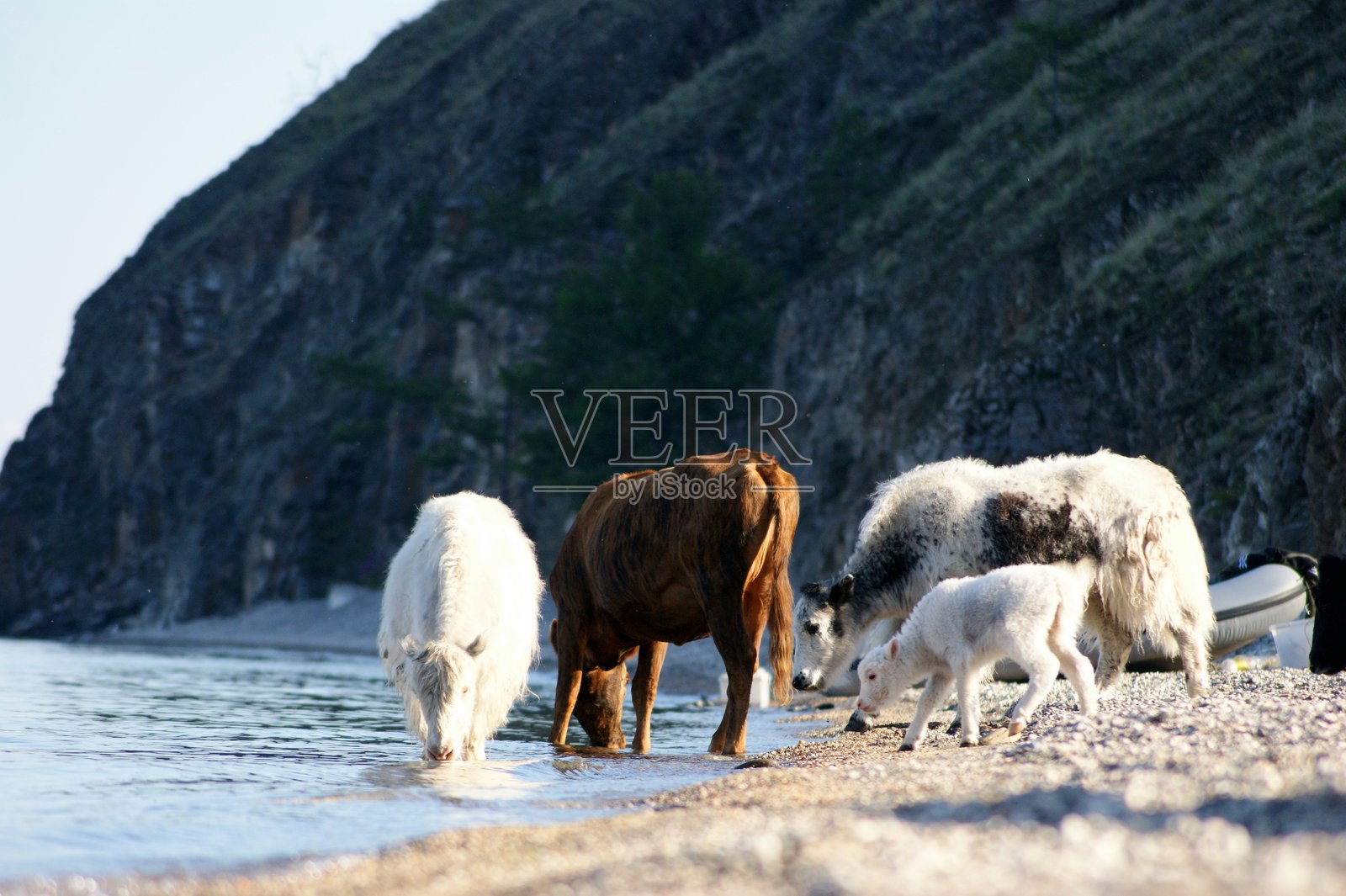 家养的牦牛在奥尔洪岛的水坑边。照片摄影图片