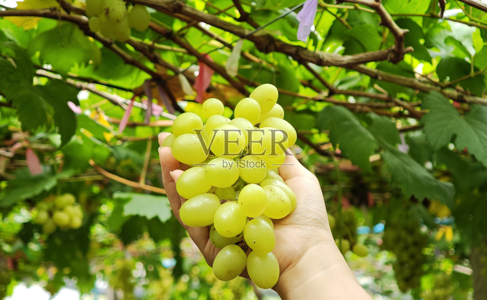 农民手中拿着的绿葡萄照片摄影图片