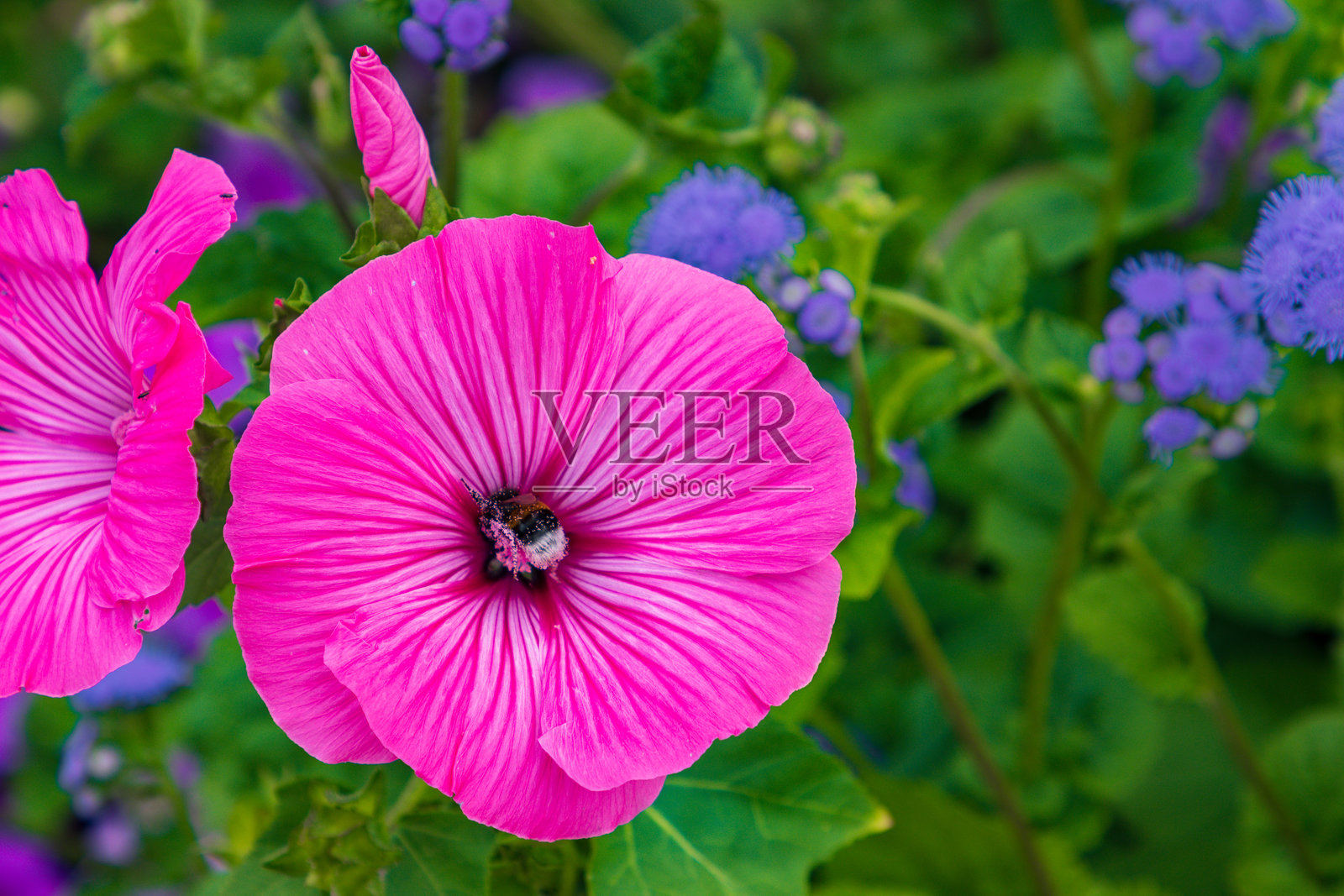 奥斯陆（挪威）维格兰雕塑公园的精美雕塑照片摄影图片