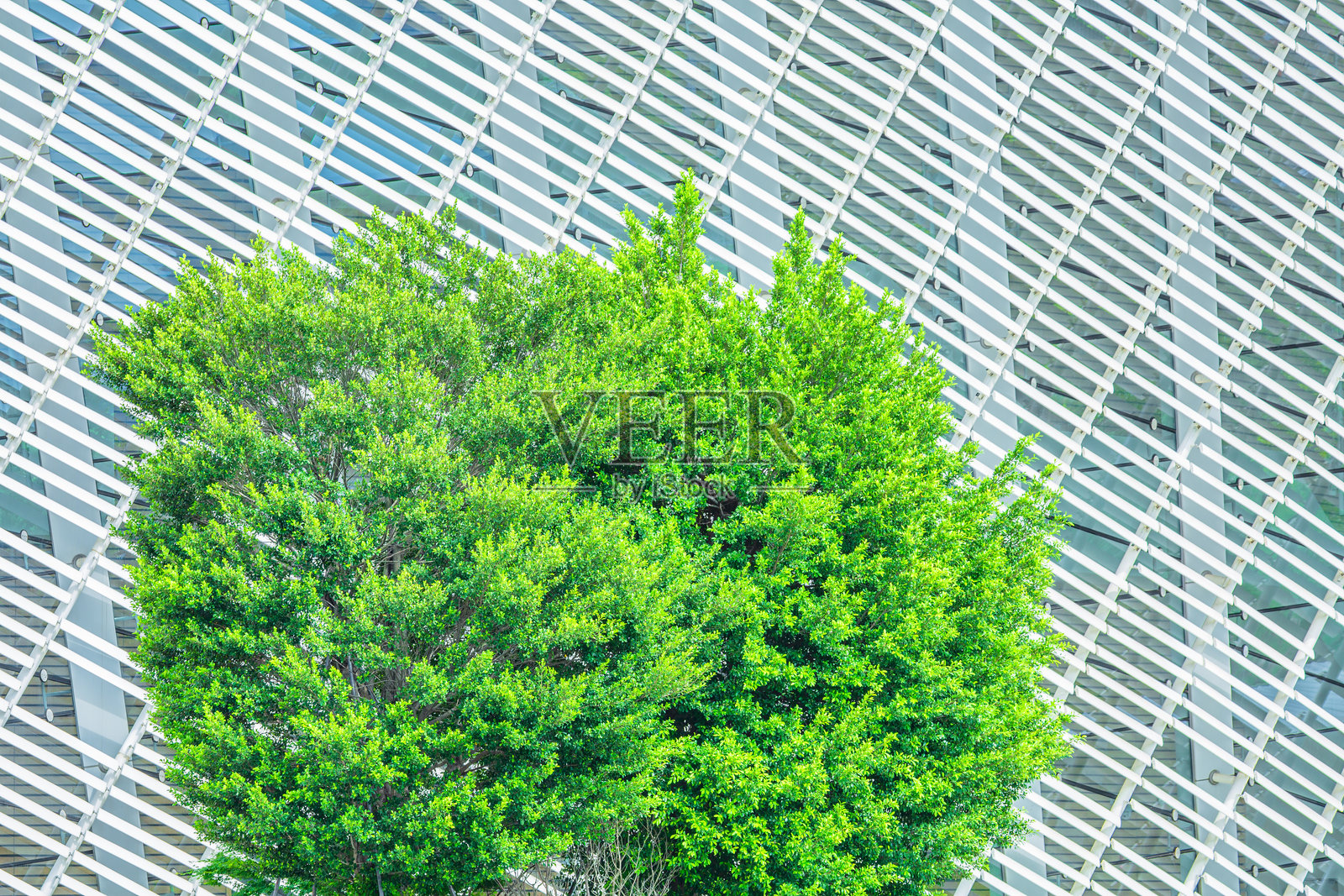 高空视角俯瞰葱郁的绿树与现代几何建筑立面照片摄影图片