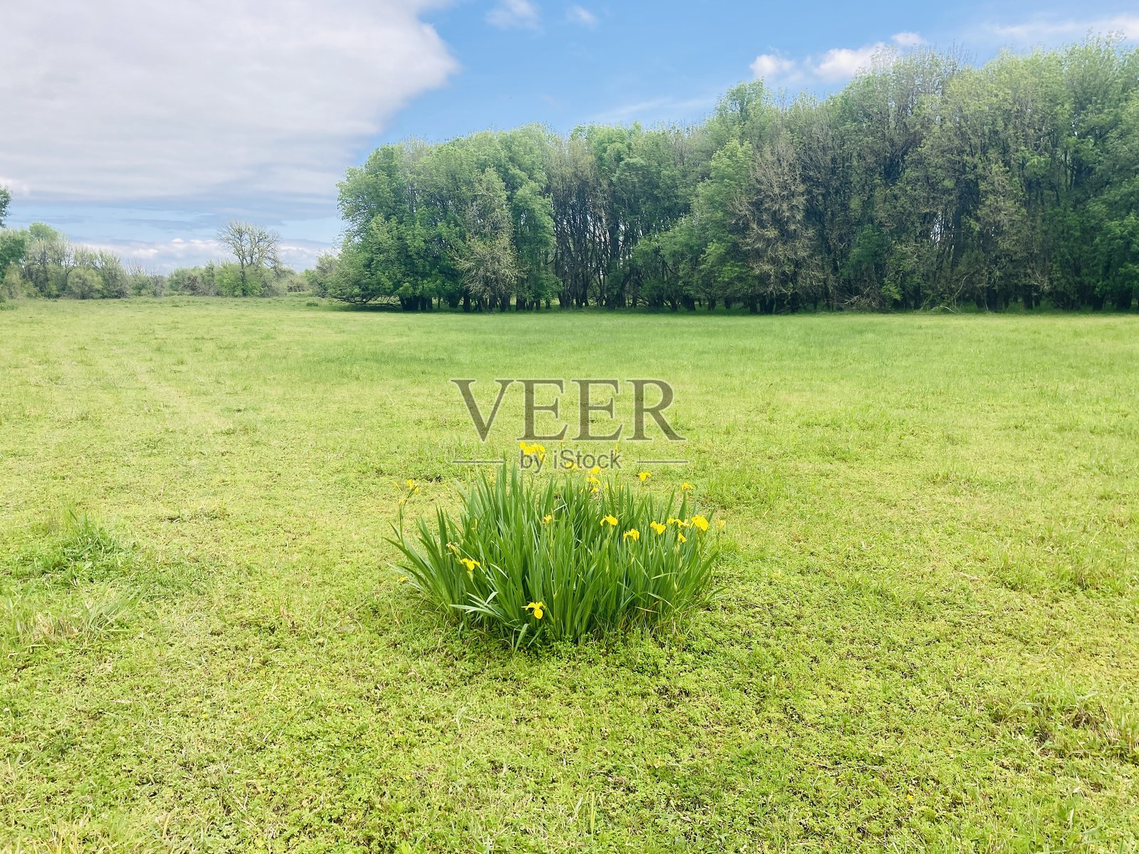 草地里的黄色鸢尾花照片摄影图片