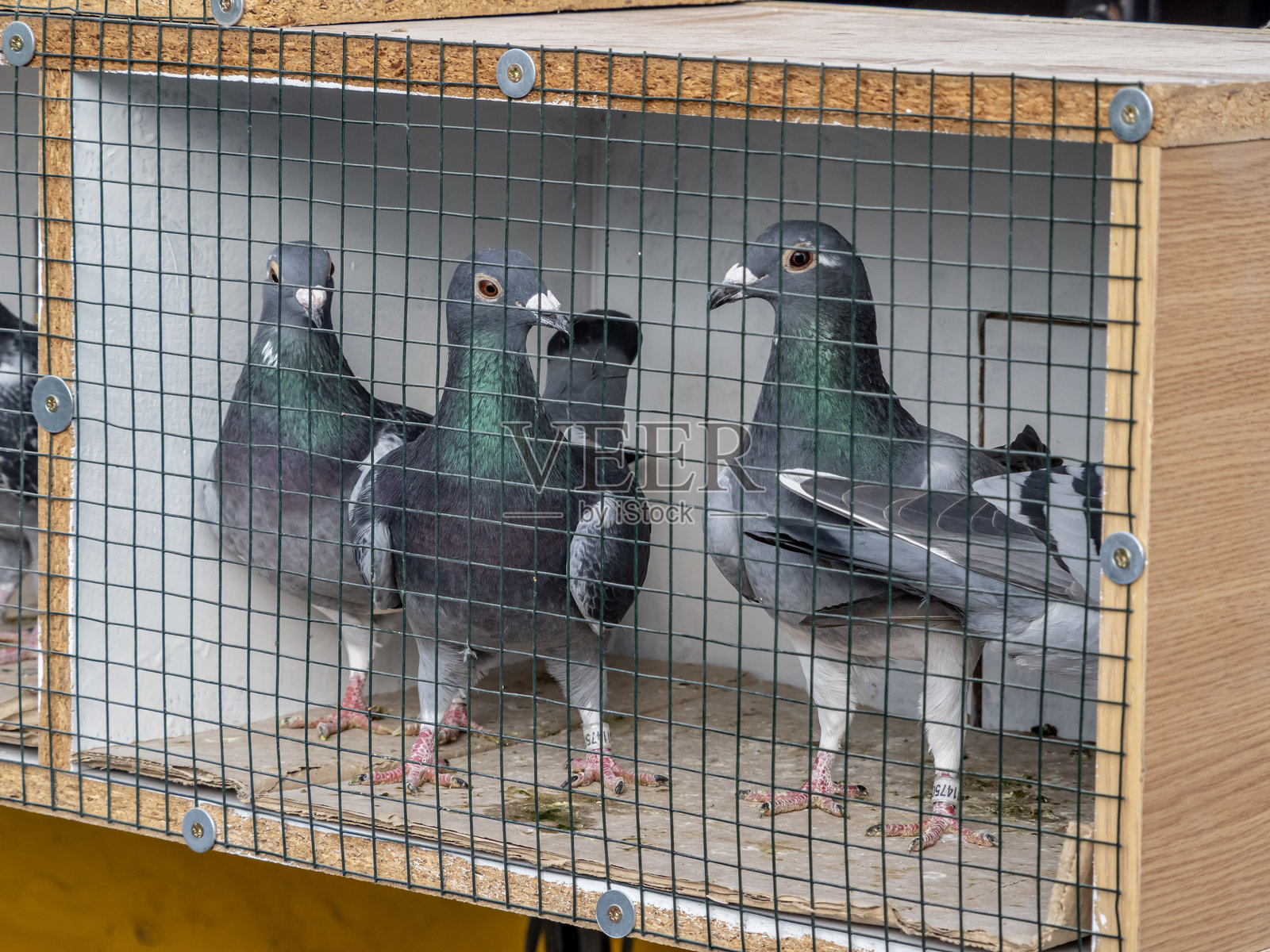 笼子里的鸽子照片摄影图片