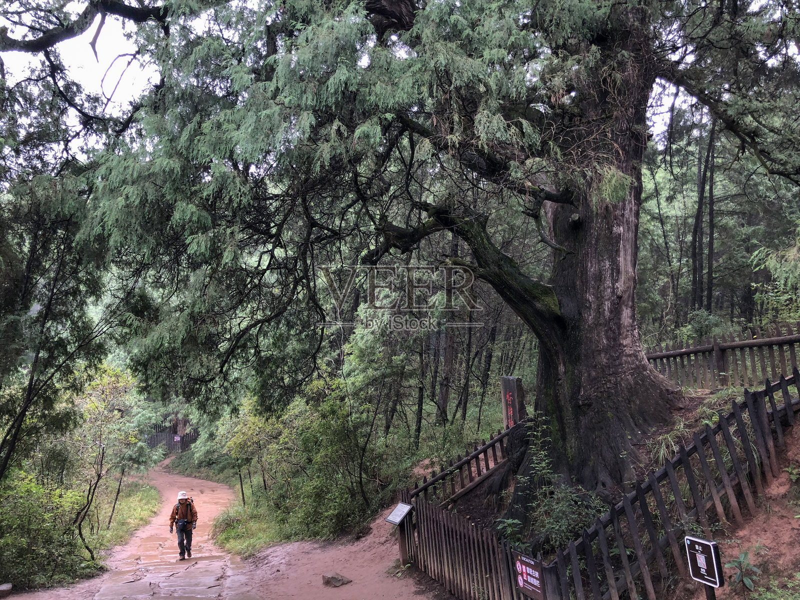 一位背包客正在中国四川省的古蜀道上徒步旅行。照片摄影图片