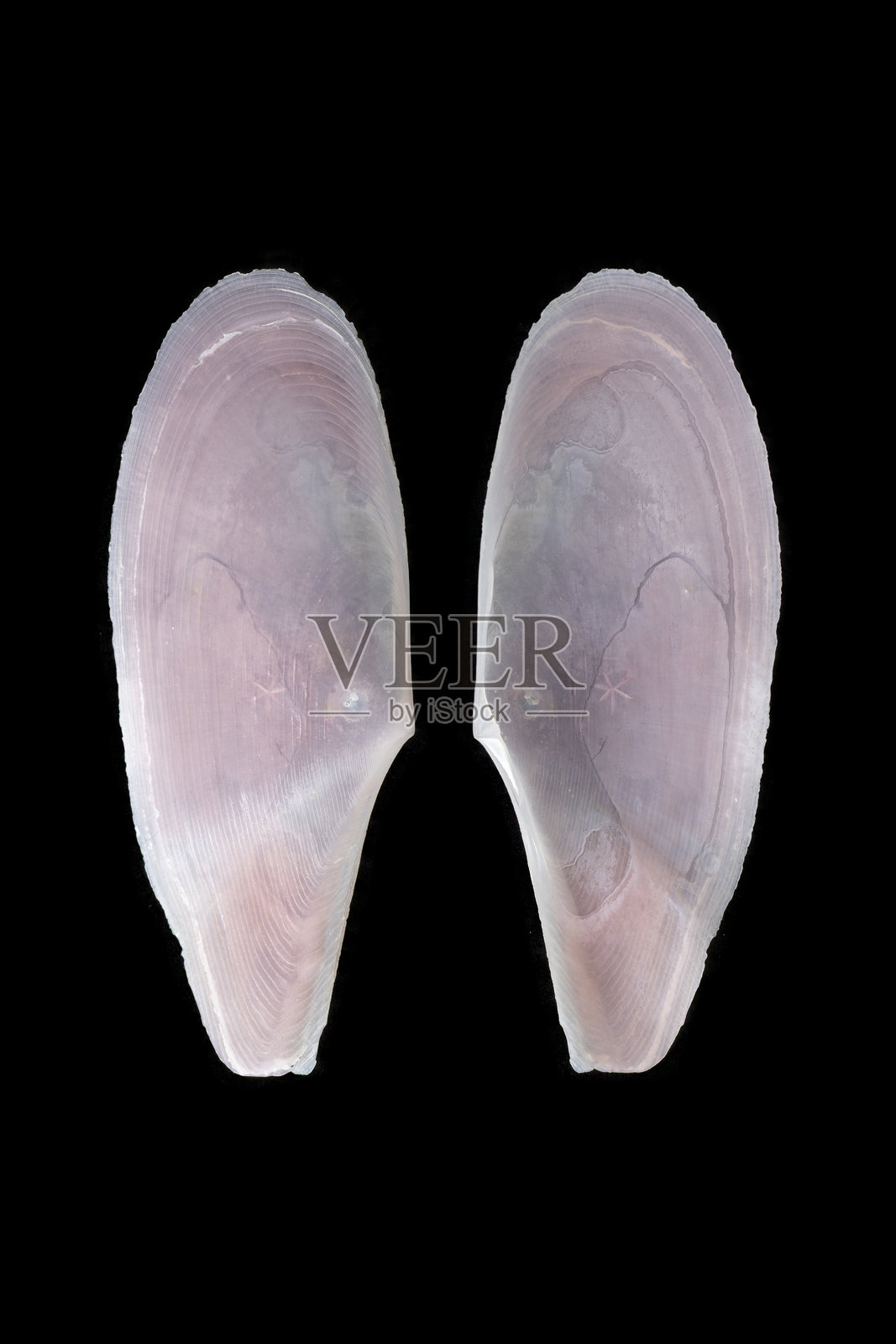 鸭灯蛤，鸭形灯蛤照片摄影图片