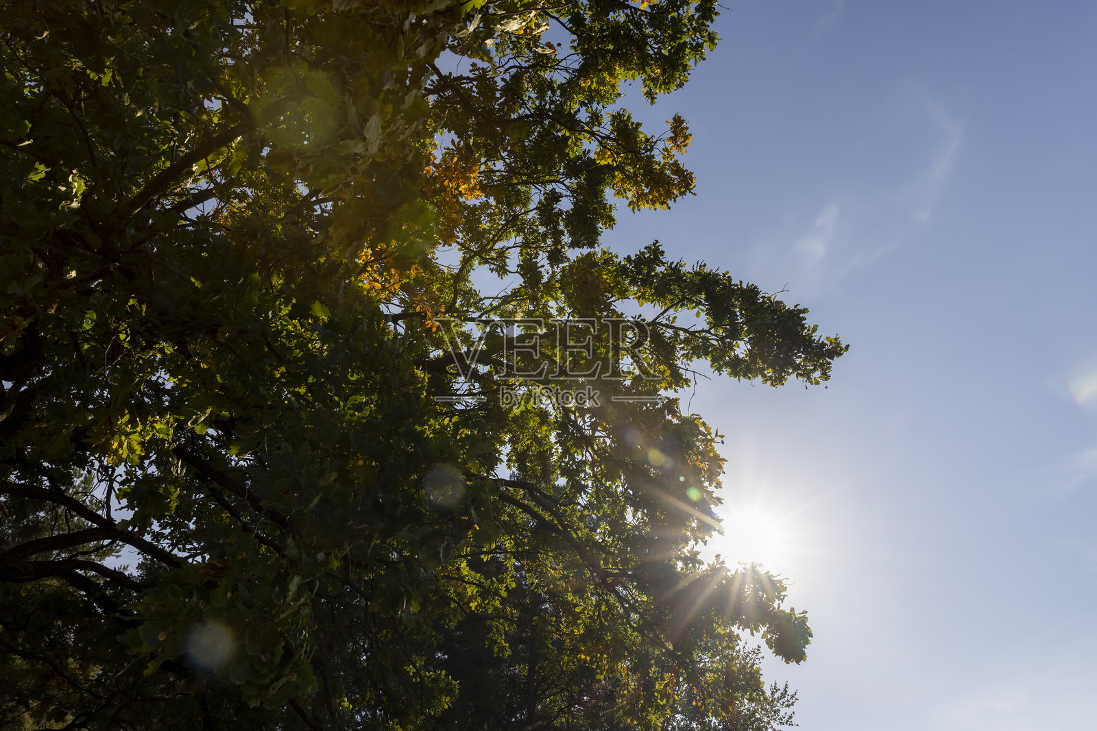 秋季落叶前的橡树，部分叶子开始变成黄色和橙色。照片摄影图片