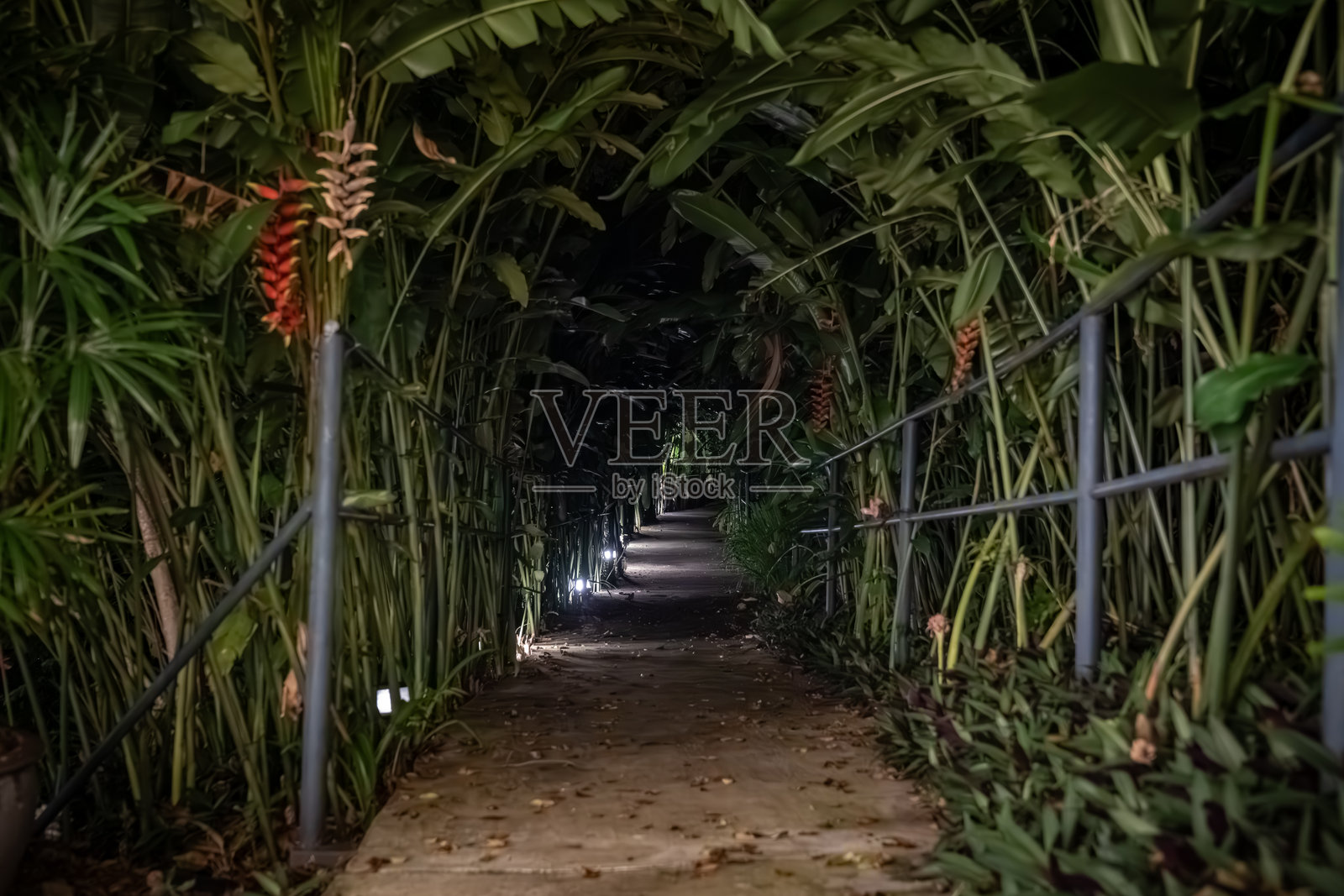 狭窄的走道穿过高大的香蕉叶，形成一个茂密的隧道。地面上的小灯照亮了穿过树叶的黑暗小径。照片摄影图片