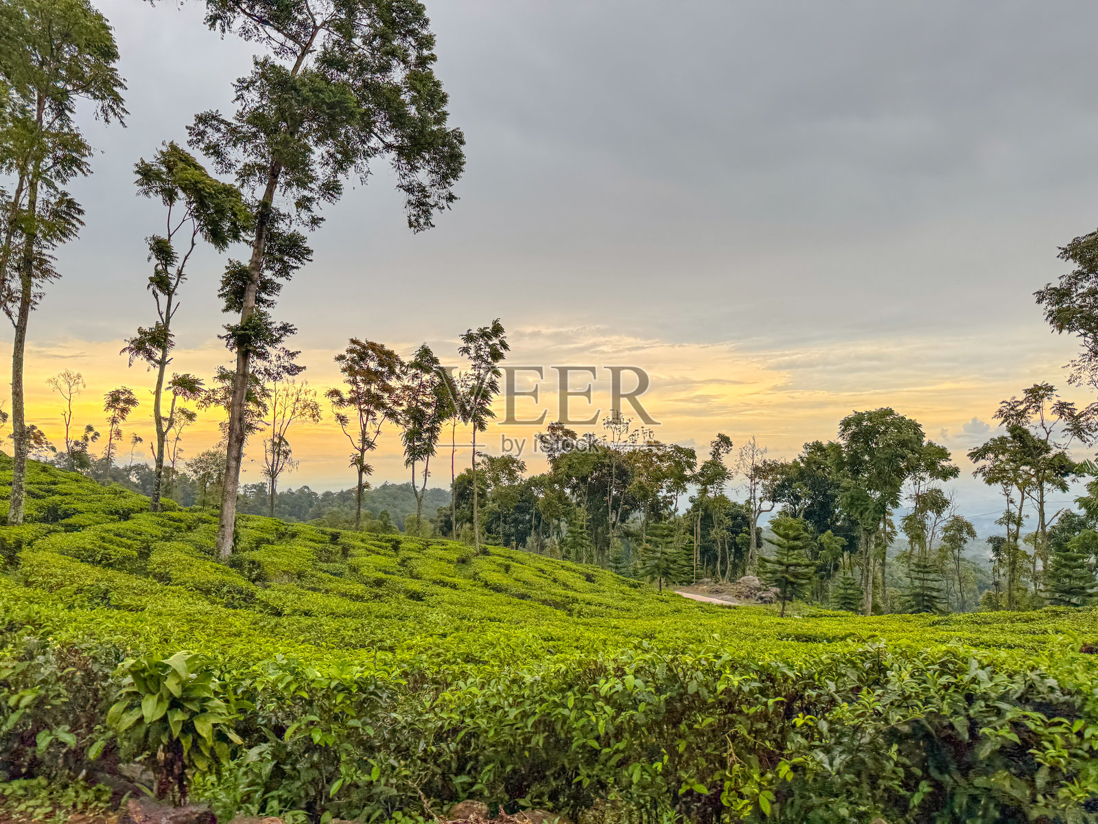 印度尼西亚东爪哇省玛琅县茶园的阴雨绵绵的午间氛围照片摄影图片