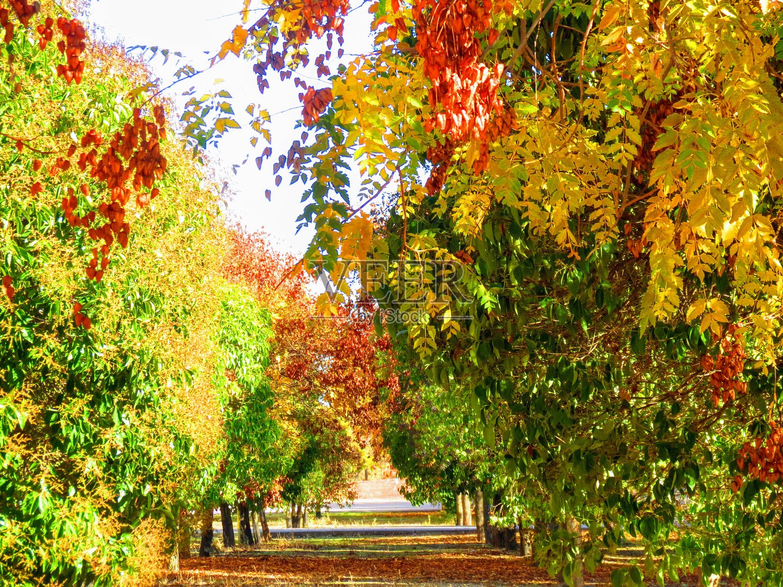 秋季风景。秋天的多彩背景。照片摄影图片