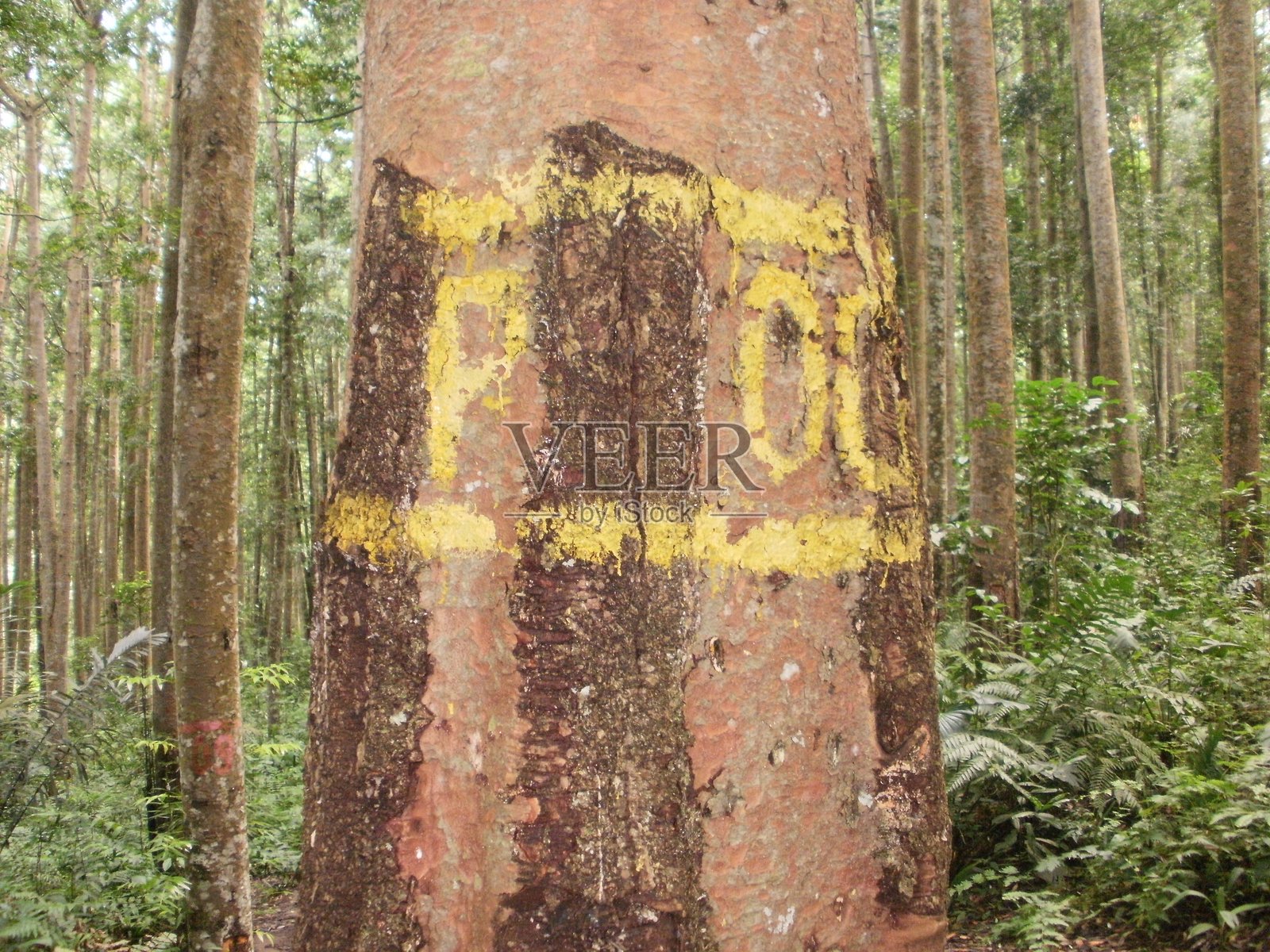 森林中的标记树——伐木或保护的象征照片摄影图片