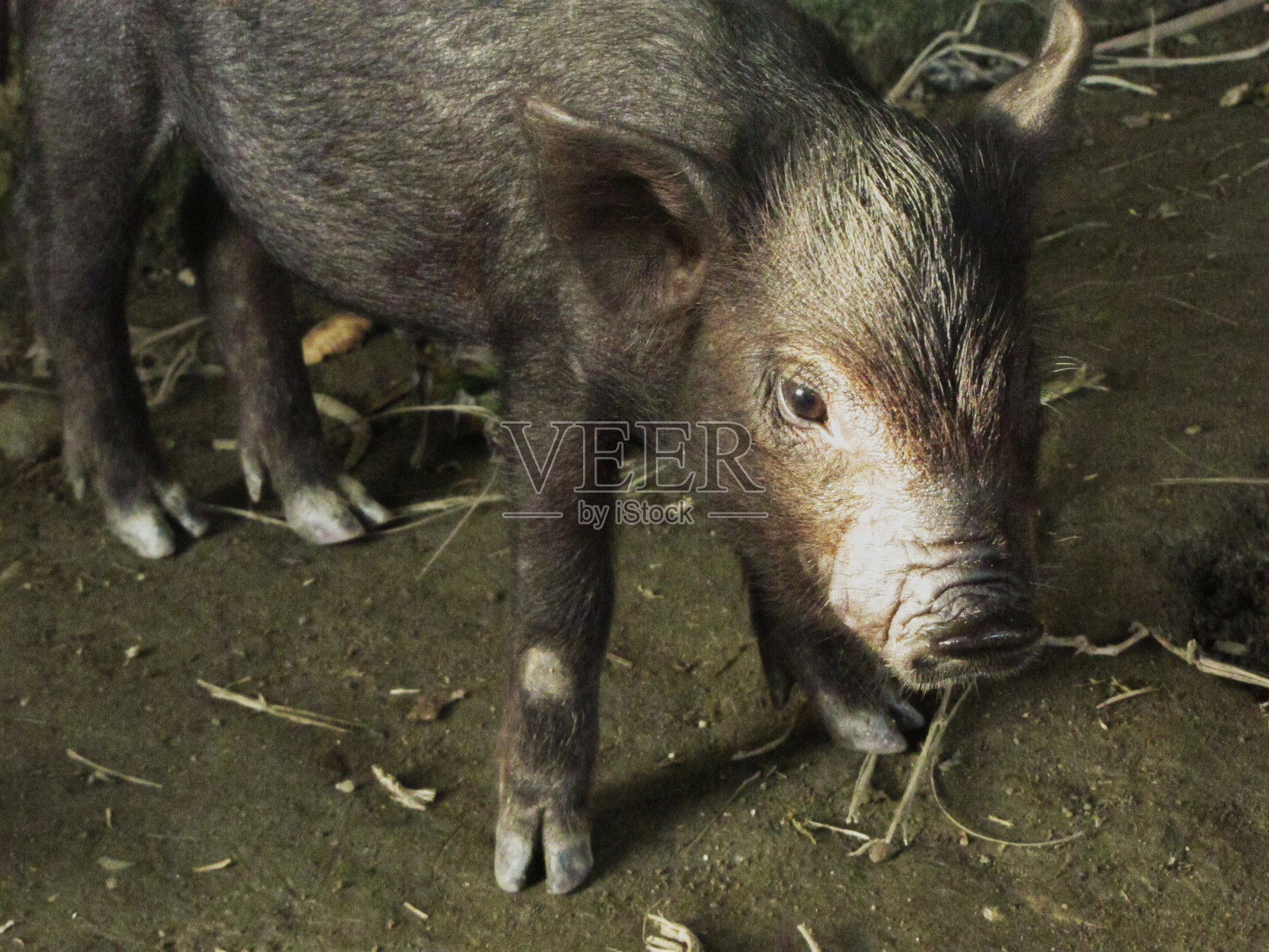 印度尼西亚的农场村庄照片摄影图片