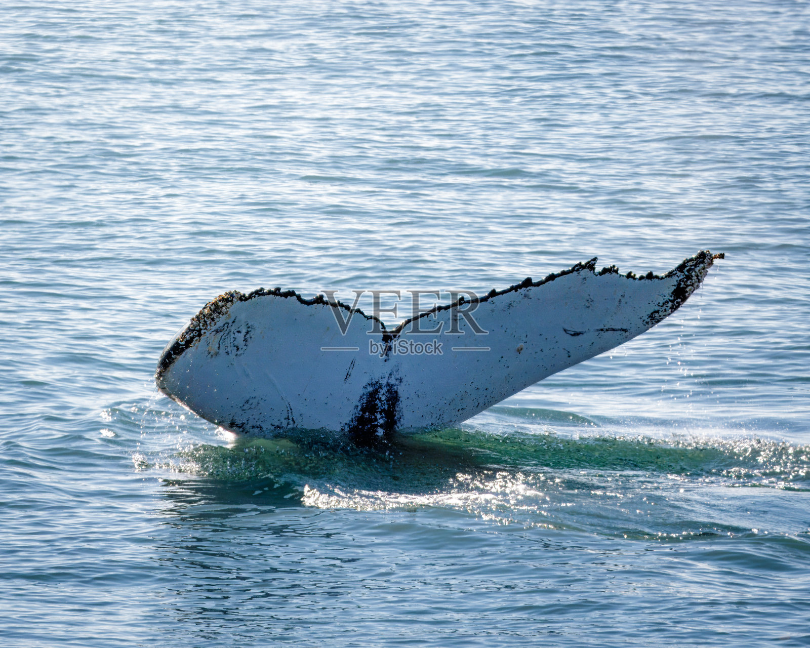 冰岛阿克雷里附近北大西洋观鲸，2025年8月。座头鲸和须鲸，游泳和潜水。照片摄影图片