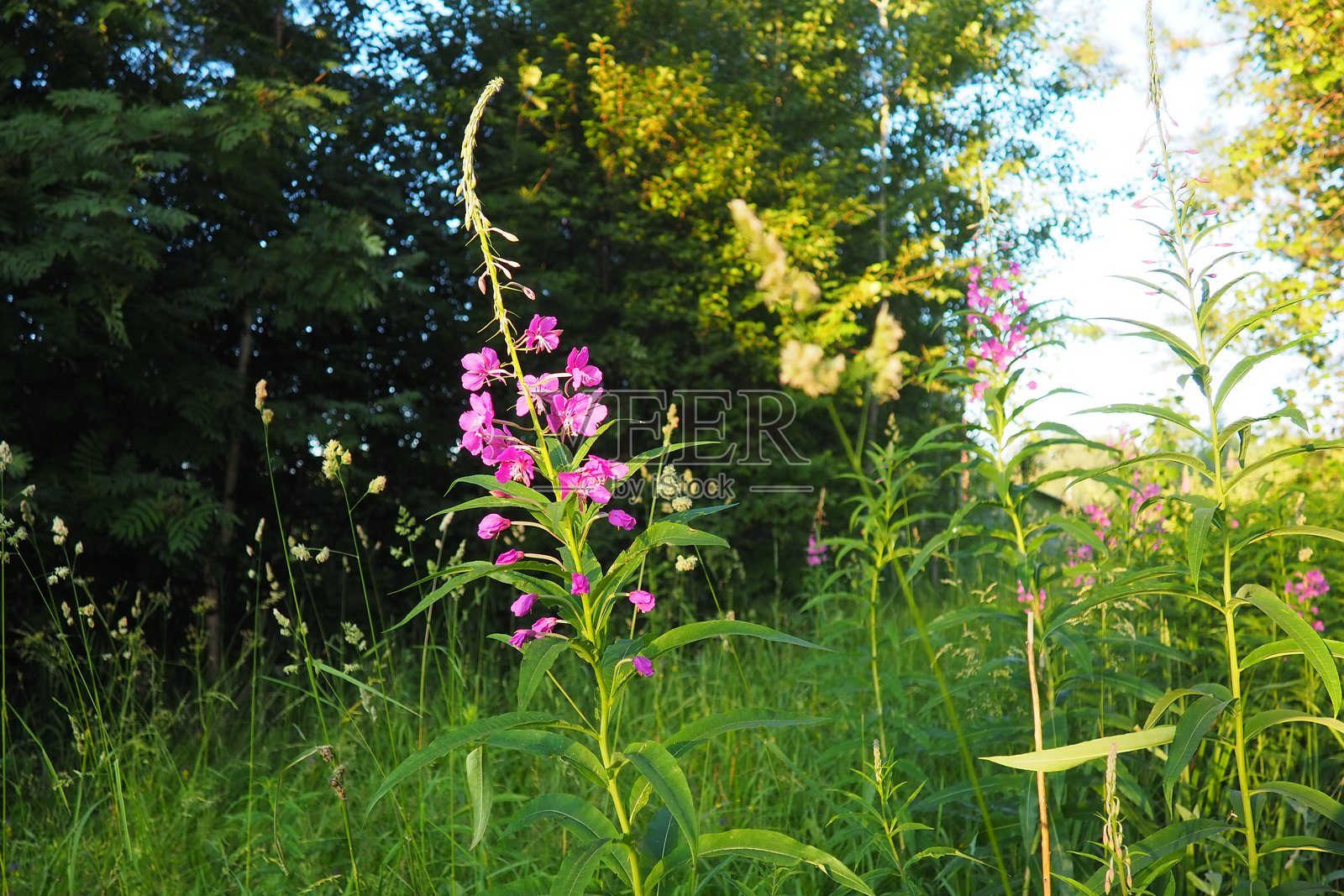 火绒草Chamerion angustifolium，柳叶菜科（Onagraceae）的多年生草本植物。草甸田野。一阵风吹过。卡累利阿奥尔热加。泰加自然。粉色盛开的狭叶柳兰，或称溪畔假唇形草、俄罗斯茶。照片摄影图片