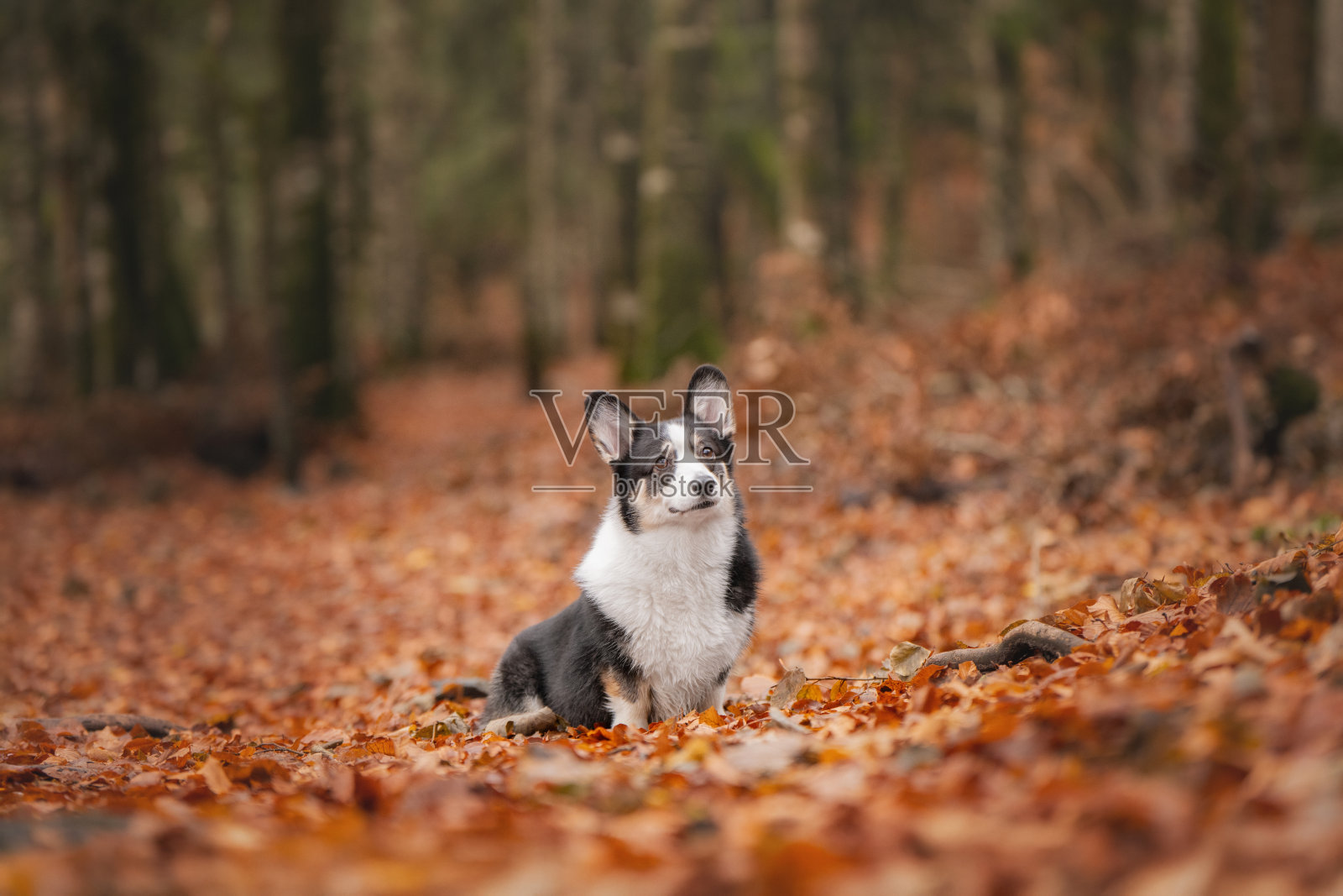长毛柯基犬置身于户外生动的秋叶中照片摄影图片