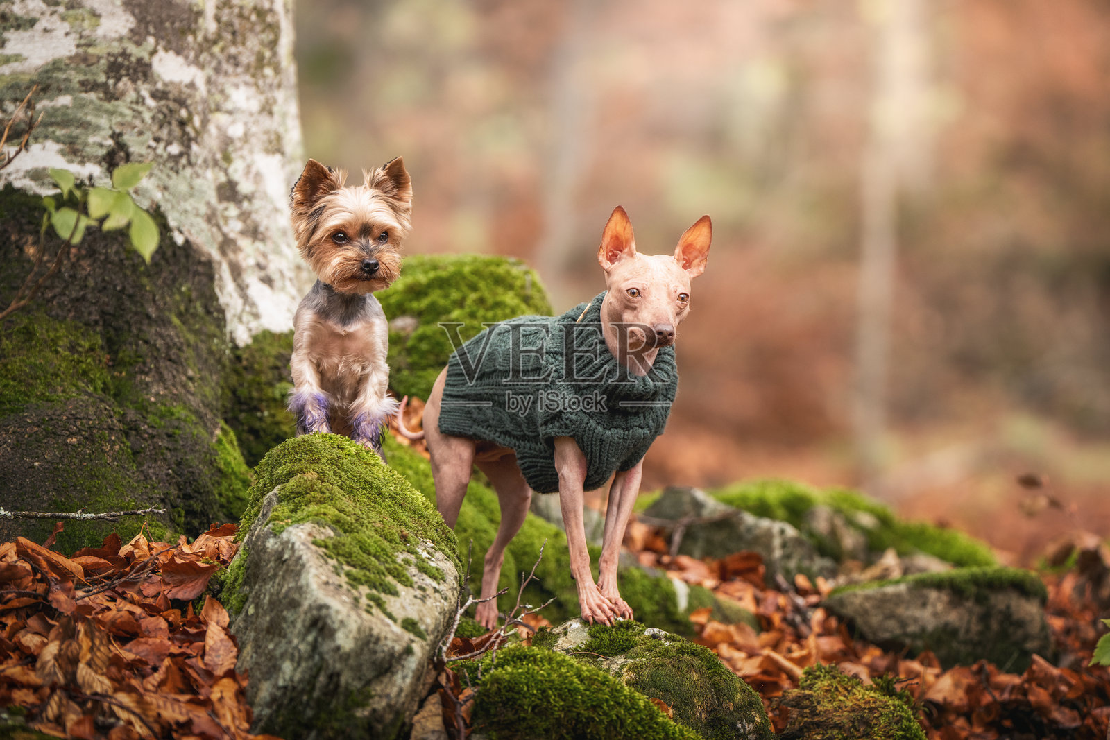 约克夏犬和墨西哥无毛犬在落叶中漫步的舒适秋日景象照片摄影图片