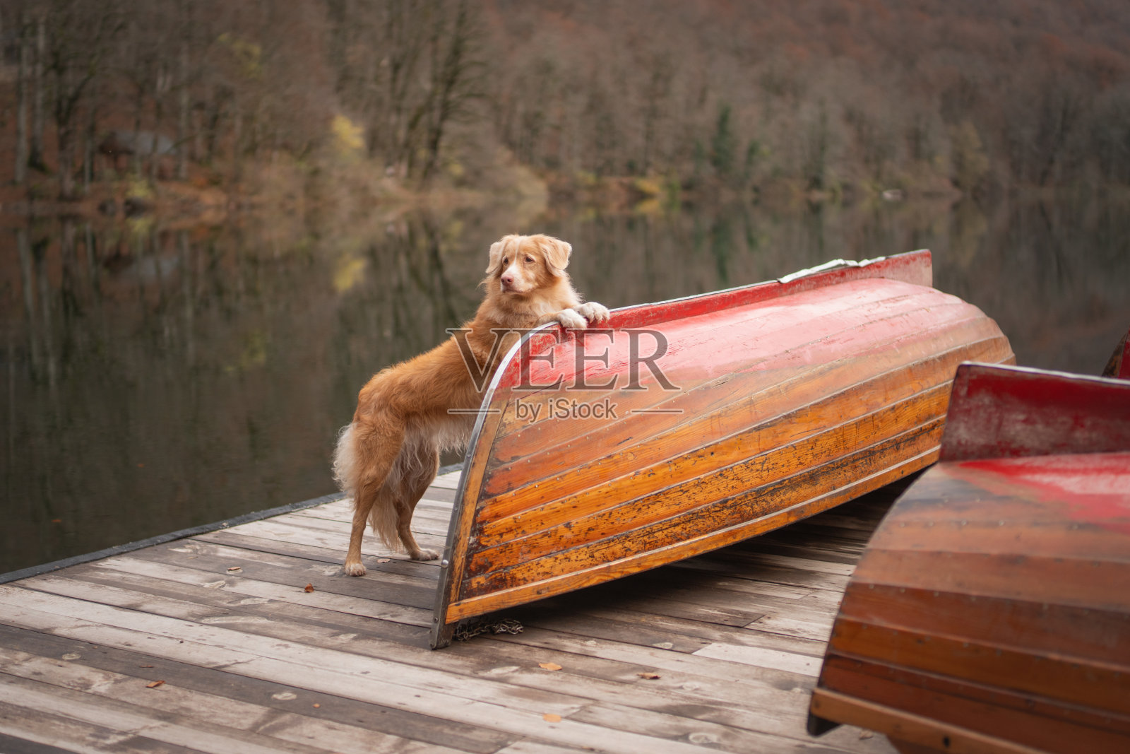 秋日湖边，一只诺瓦斯科舍省寻鸭猎犬站在红色小船旁照片摄影图片