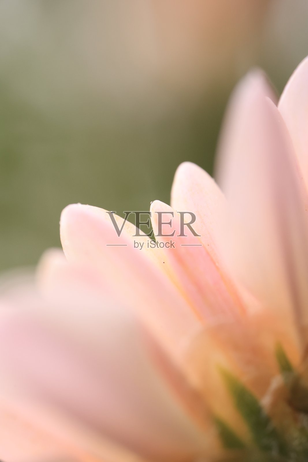 特写花朵纹理背景，粉色花朵背景照片摄影图片