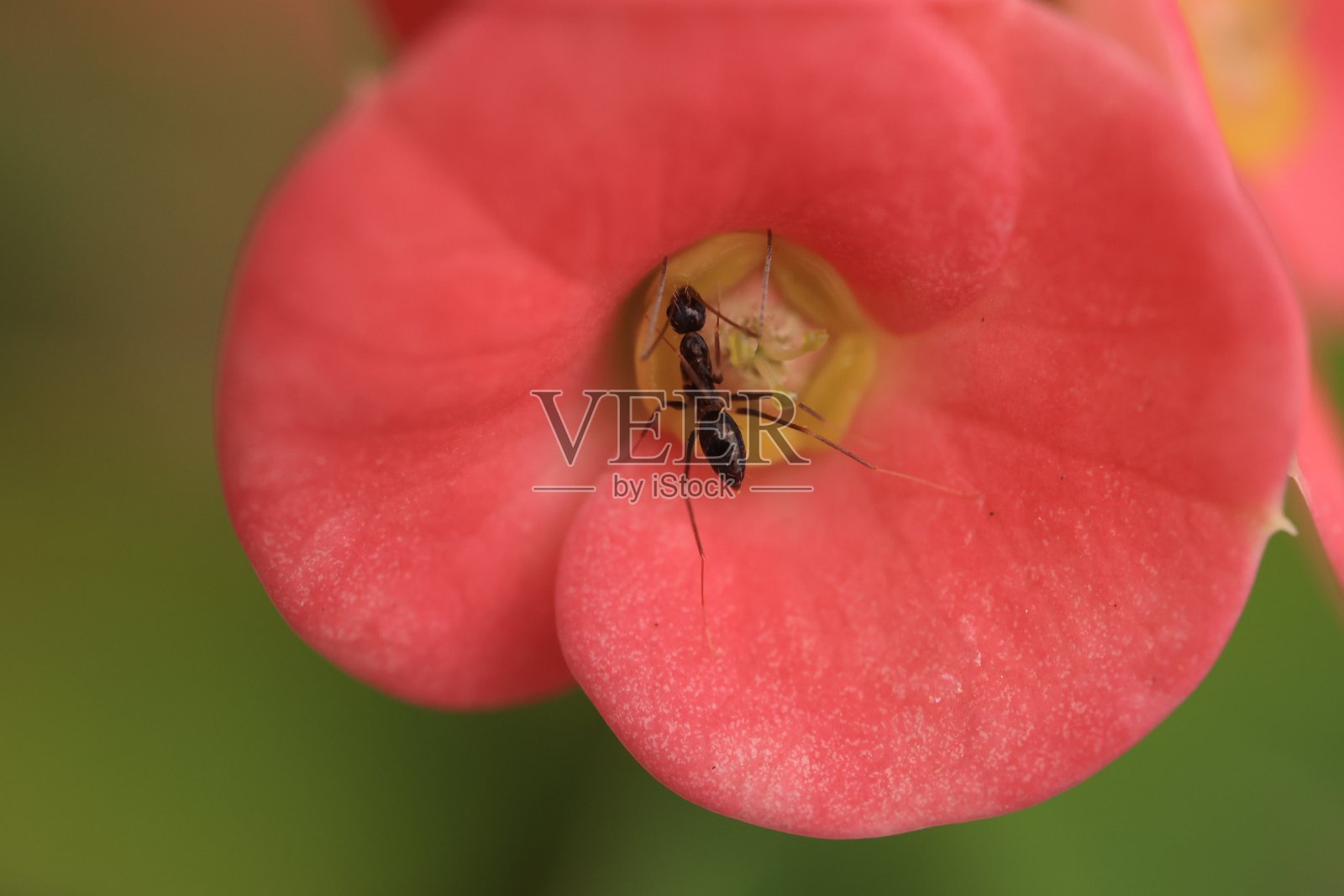 特写花朵纹理背景，微距背景照片摄影图片