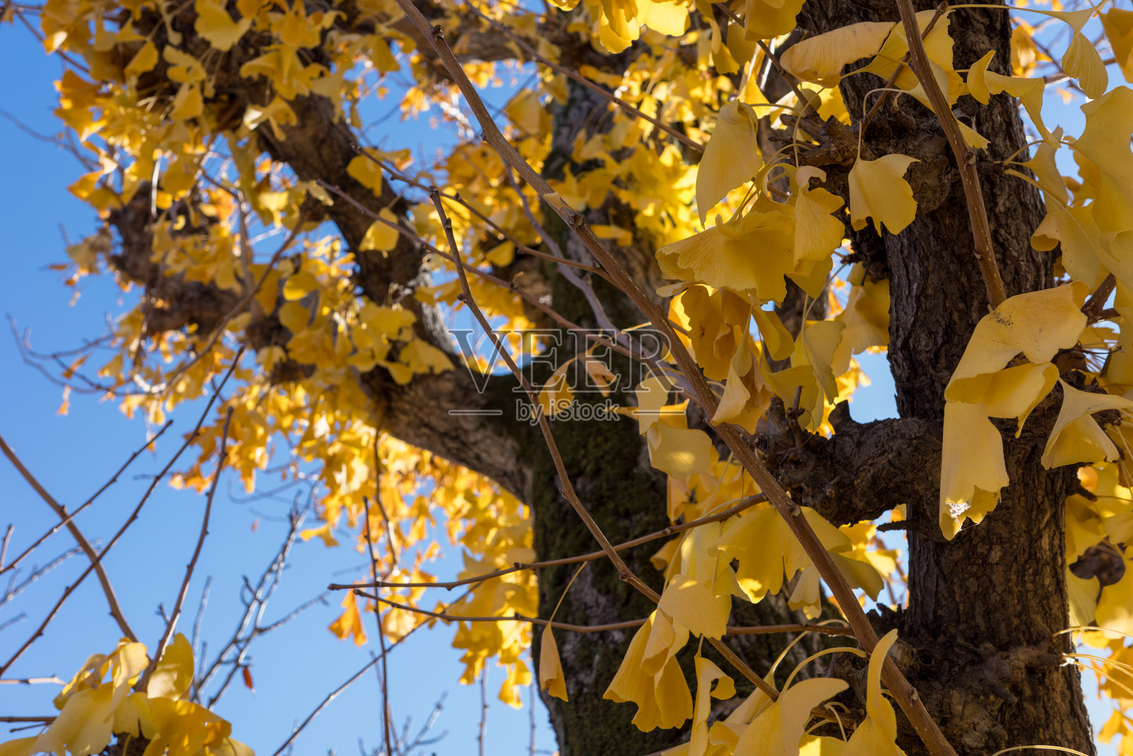 明亮的黄色银杏叶与清澈的蓝天照片摄影图片