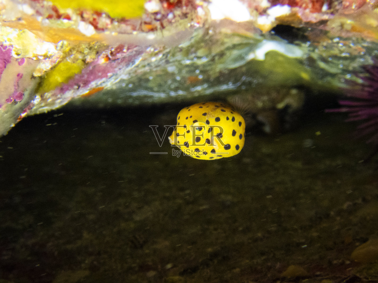 幼年箱鲀照片摄影图片