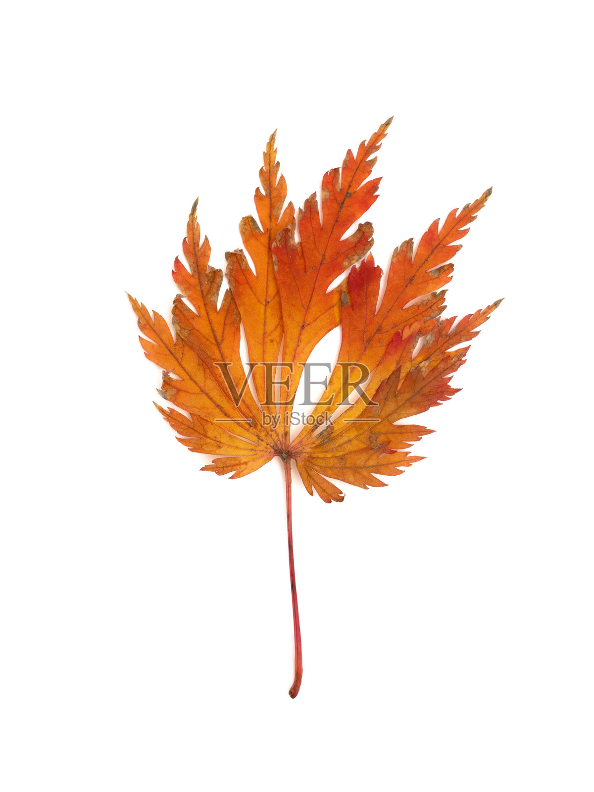 秋天的枫叶照片摄影图片