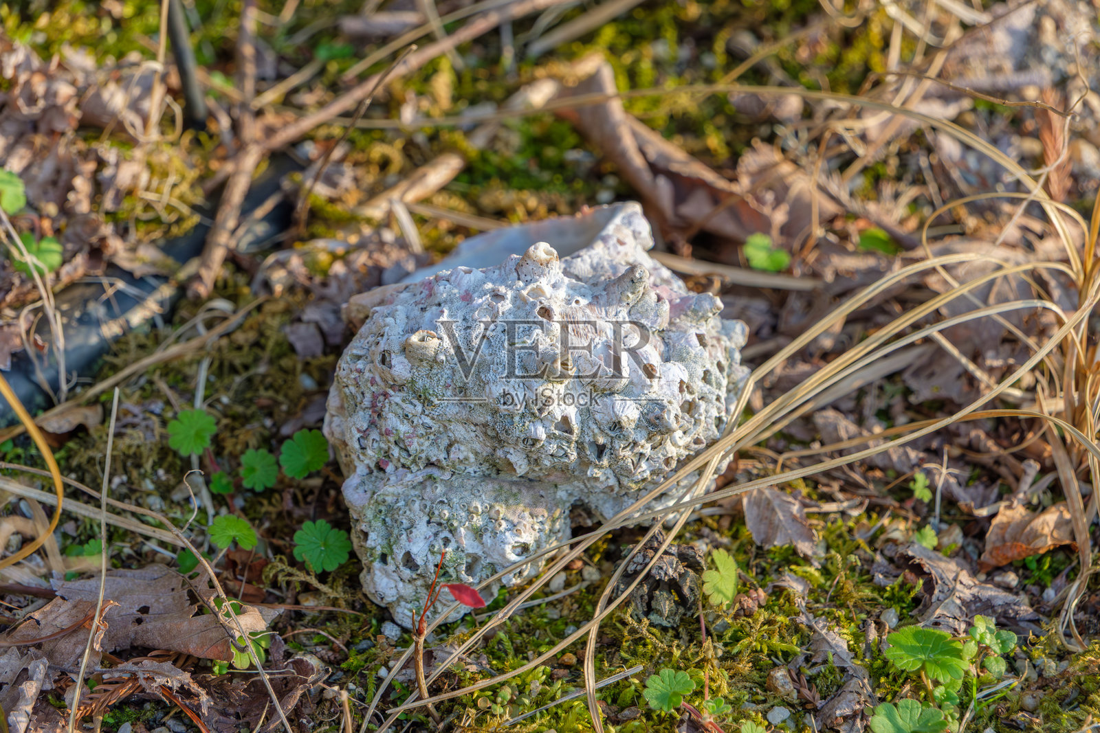 森林地面上带有藤壶痕迹的风化岩石照片摄影图片