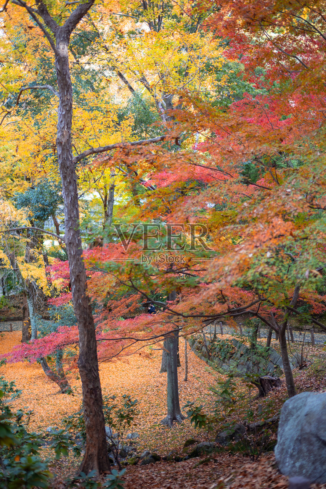 公园里色彩斑斓的秋叶照片摄影图片