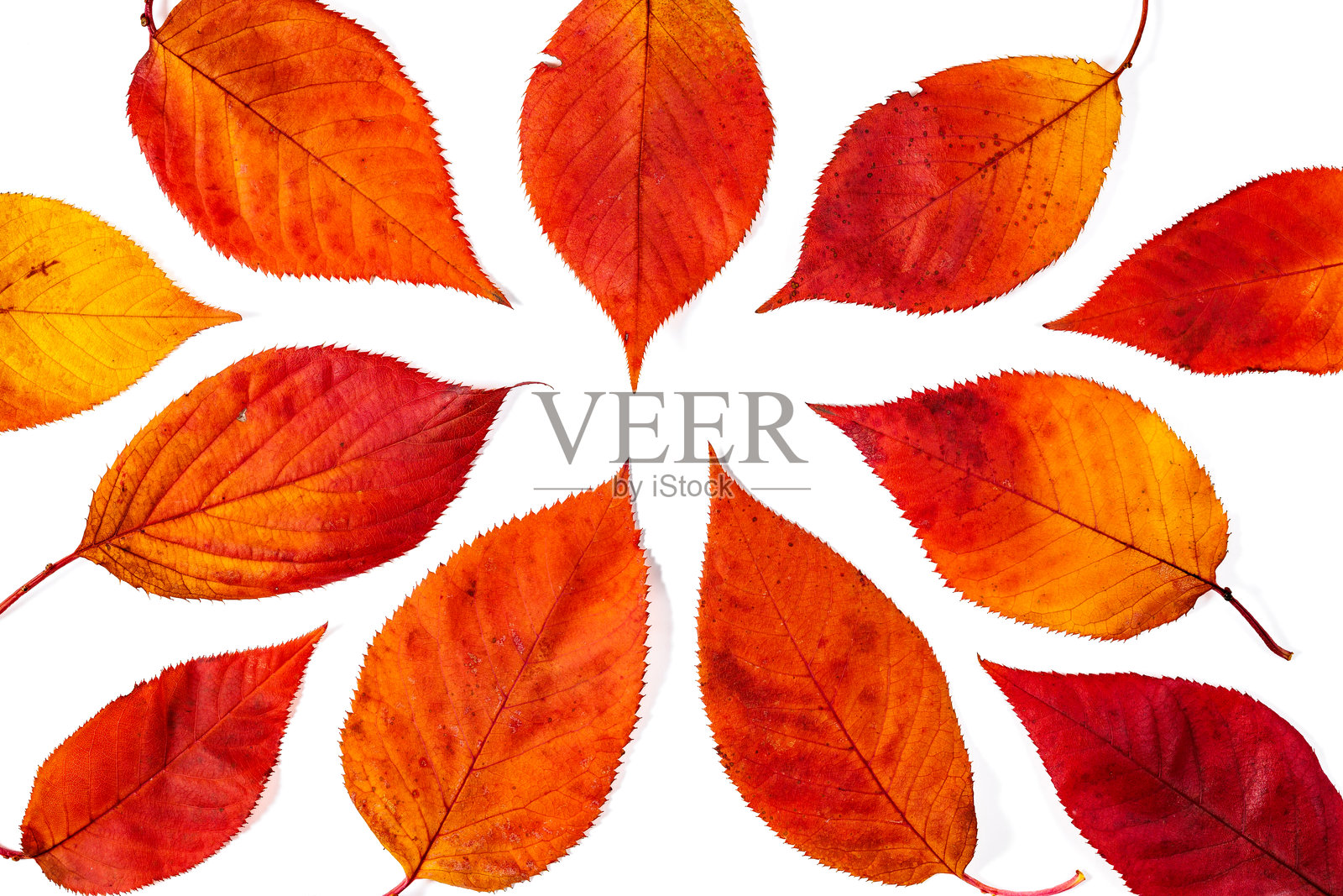 樱花秋叶的微距摄影。照片摄影图片