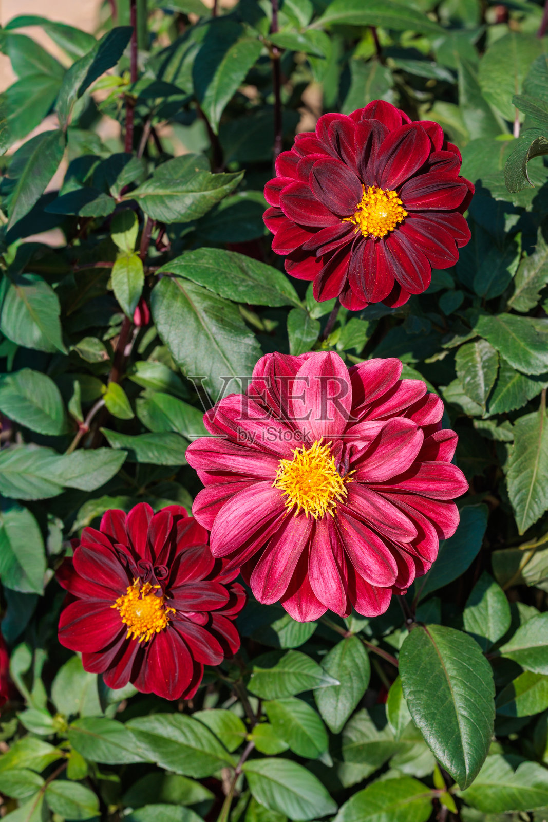 秋日花园里盛开的美丽红色大丽花照片摄影图片