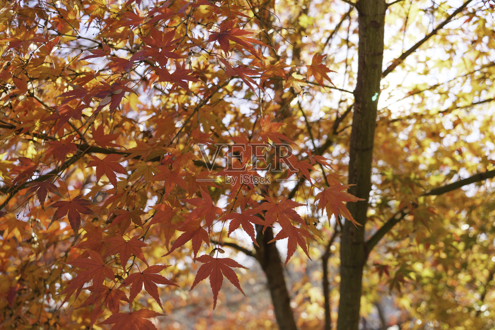 美丽的红色秋季枫叶照片摄影图片