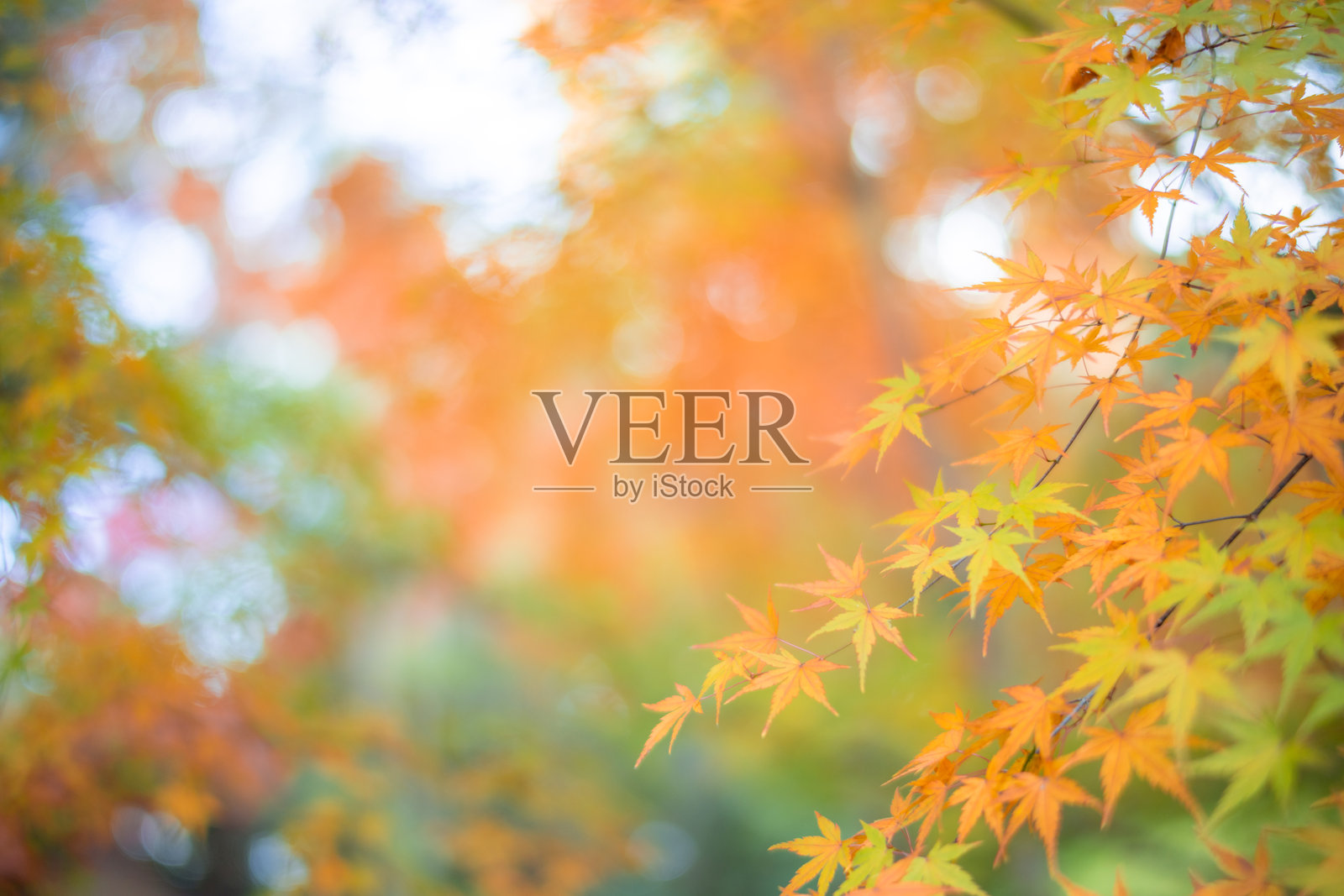 明亮天空中的橙色和绿色枫叶照片摄影图片