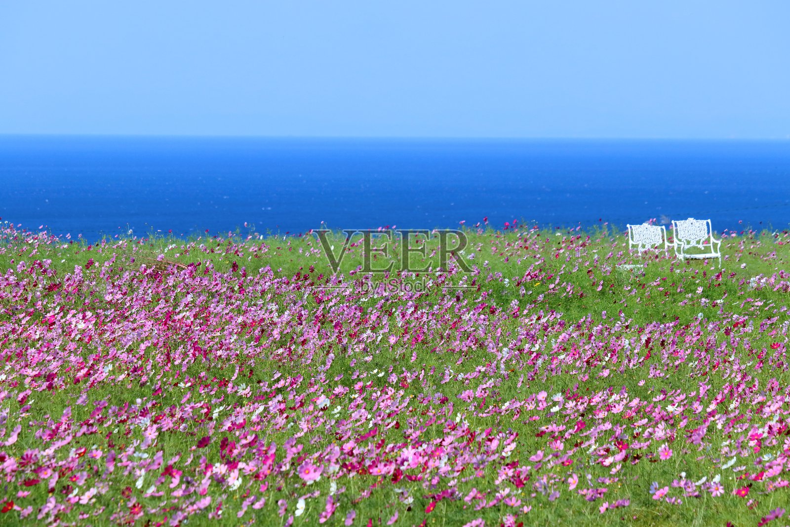 Cosmos fields with ocean views (Nahari Town, Kochi Prefecture)照片摄影图片