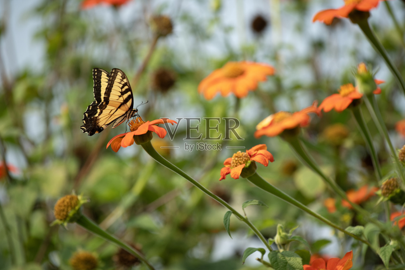 花上的蝴蝶照片摄影图片