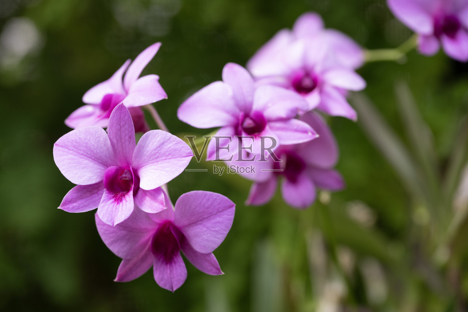 兰花照片摄影图片