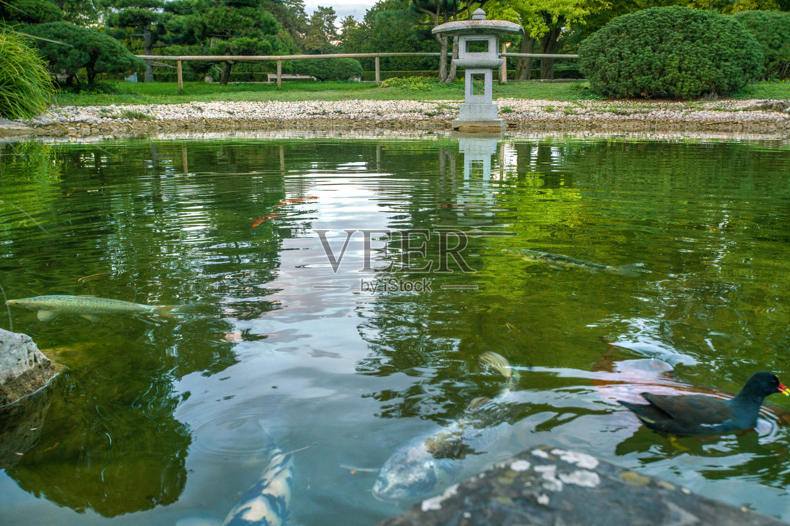 杜塞尔多夫公园北日式花园池塘中的锦鲤照片摄影图片