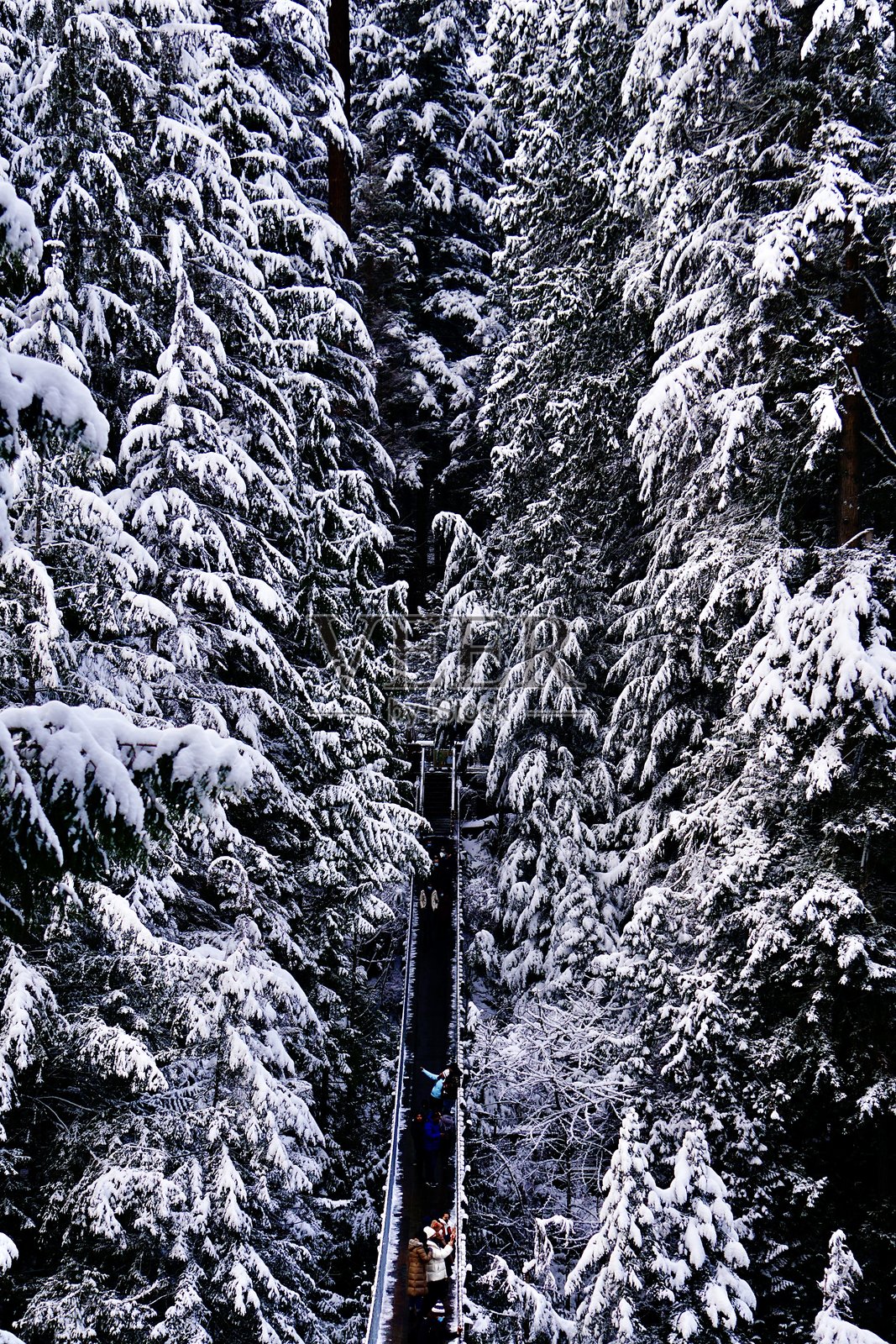 卡皮拉诺吊桥覆盖着雪的树木中照片摄影图片
